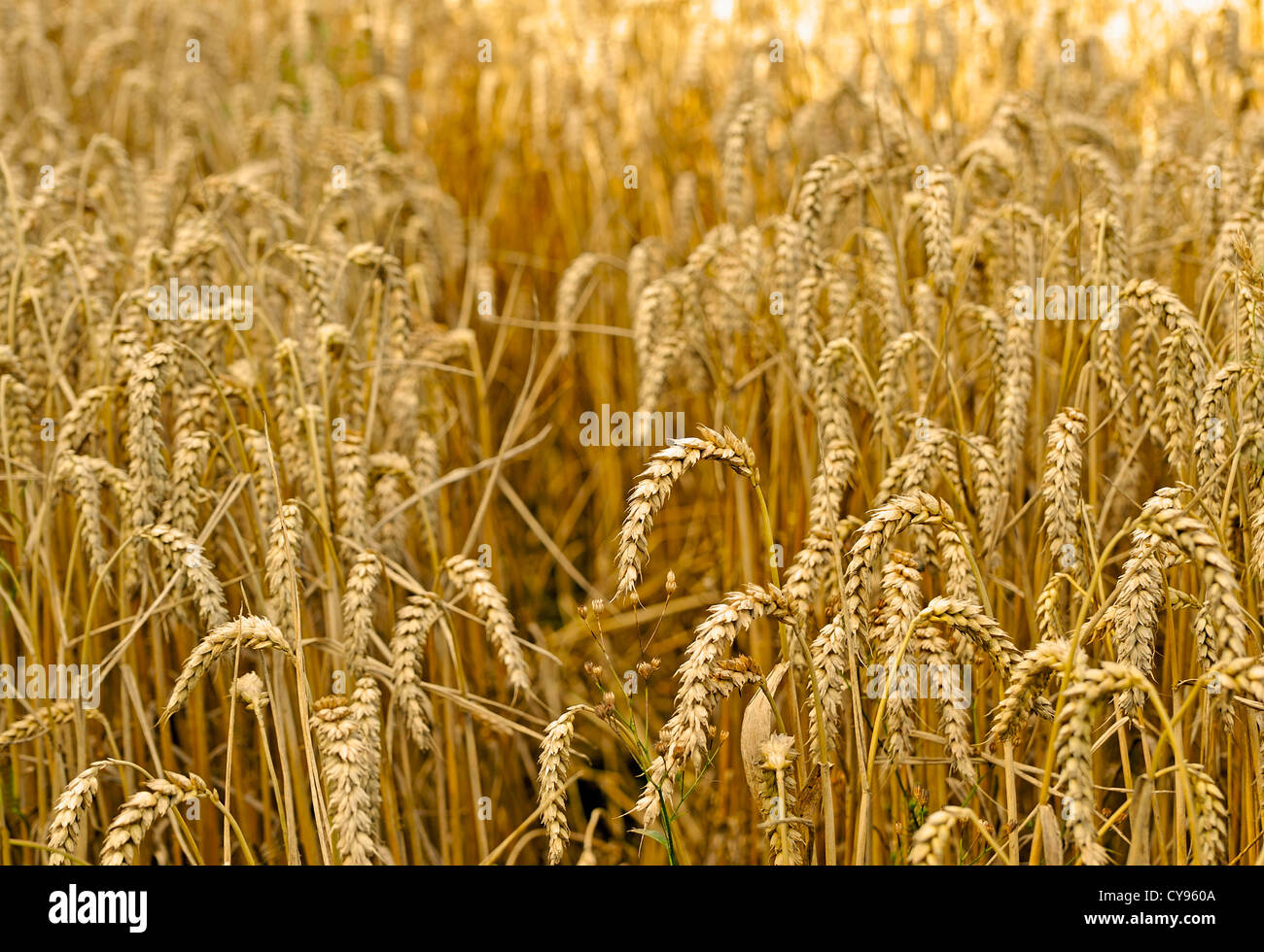 Un campo de trigo que crecen Foto de stock