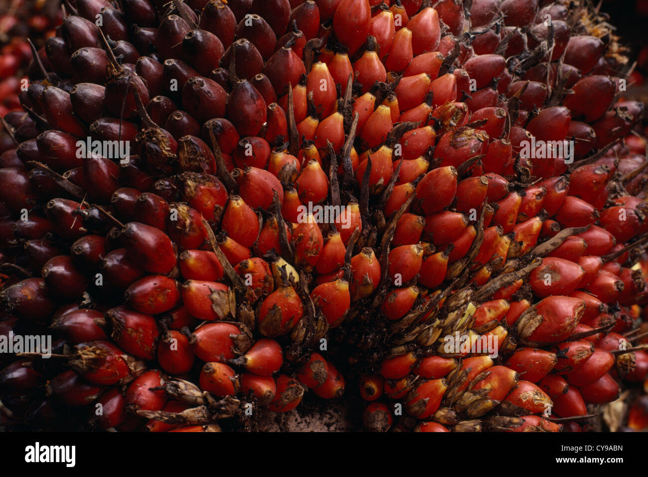 Elaeis guineensis, la palma de aceite. Foto de stock