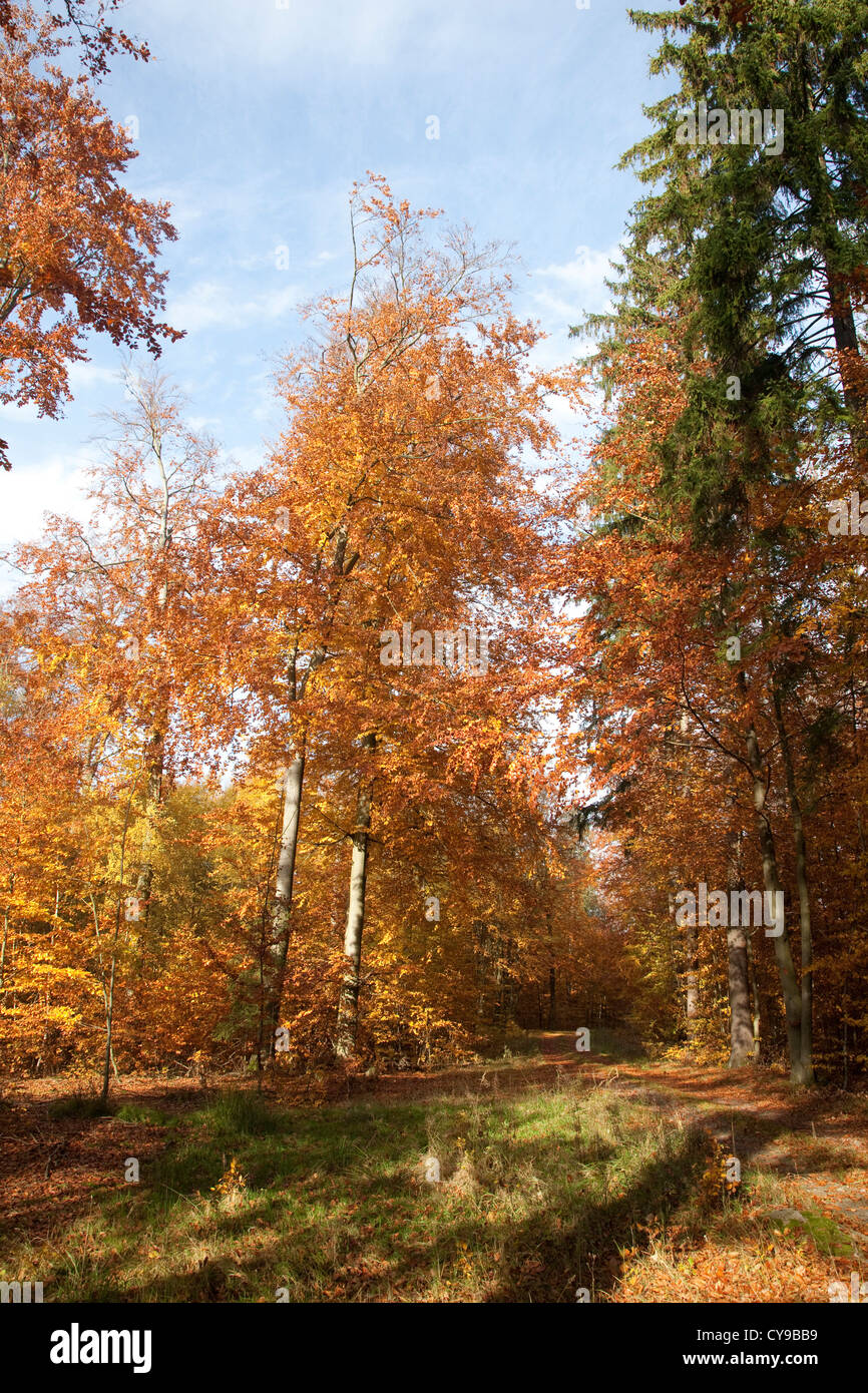 Bosque de hayas, feldberger seenlandschaft, mecklenburgische seenplatte distrito de Mecklenburg Vorpommern,, Alemania Foto de stock