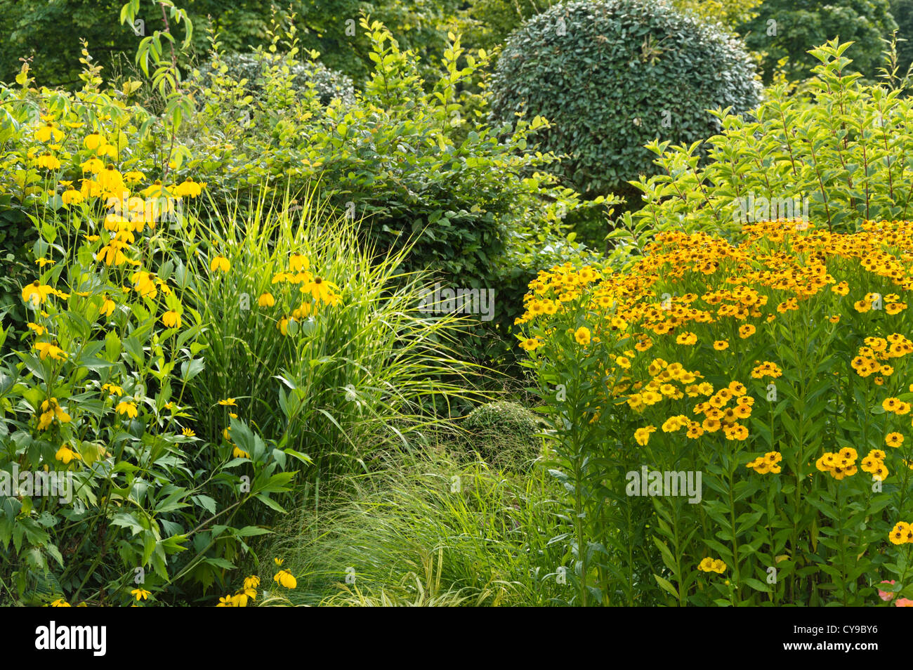 (Sneezeweed helenium) y brillantes flores de cono (rudbeckia nitida) Foto de stock