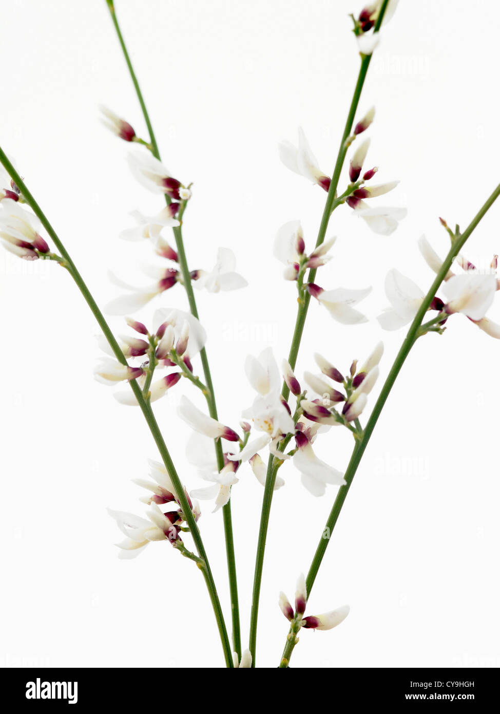 Genista monosperma, escoba en tallos de flores blancas sobre un fondo blanco. Foto de stock