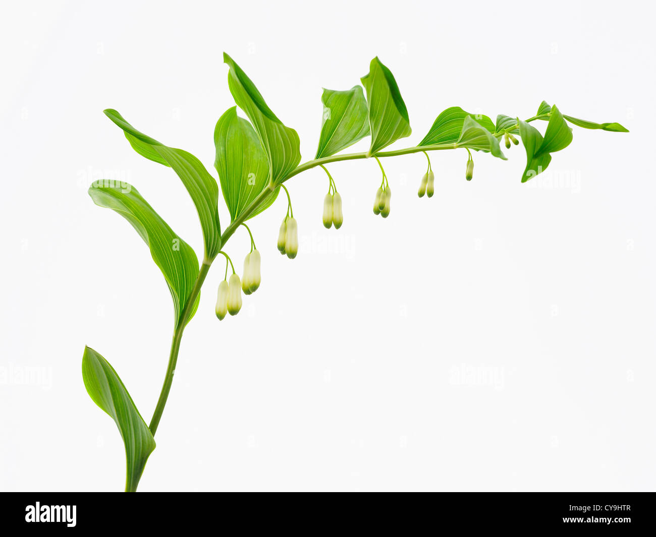 Polygonatum multiflorum, sello de Salomón solo frondoso pendulante tallo con flores blancas sobre un fondo blanco. Foto de stock