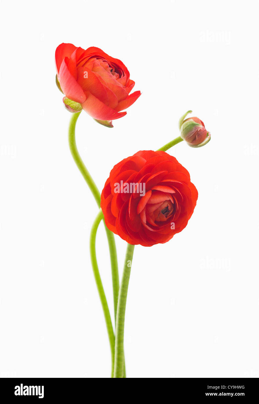 Ranunculus asiaticus elegancia 'Rojo', ranunculus persa roja sobre un fondo blanco. Foto de stock