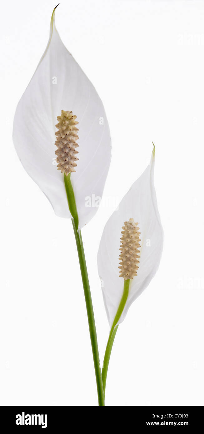 Spathiphyllum wallisii dos blancos lirios de Paz sobre un fondo blanco. Foto de stock