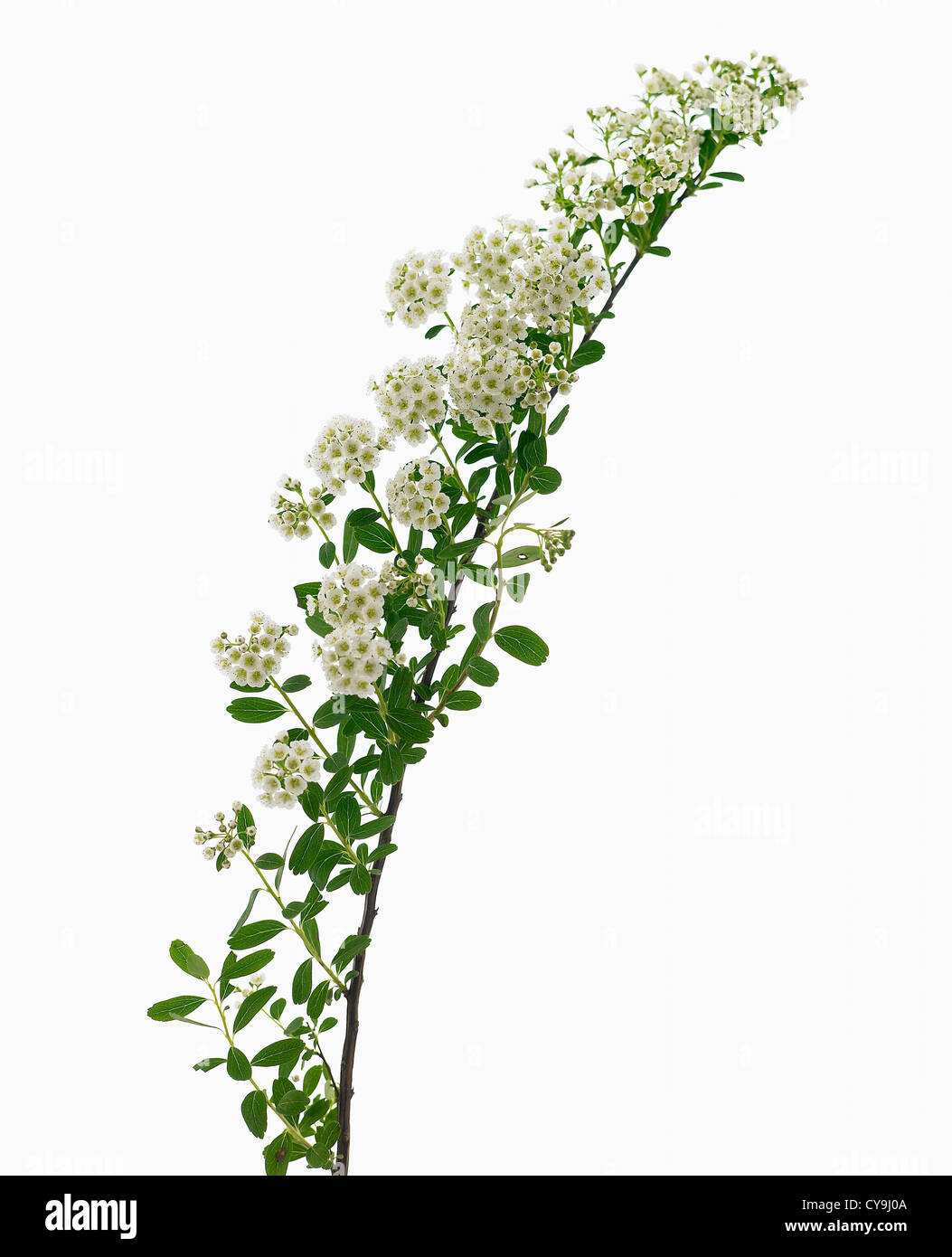 "Nowmound Spiraea nipponica' en un solo tallo de flores blancas sobre un fondo blanco. Foto de stock