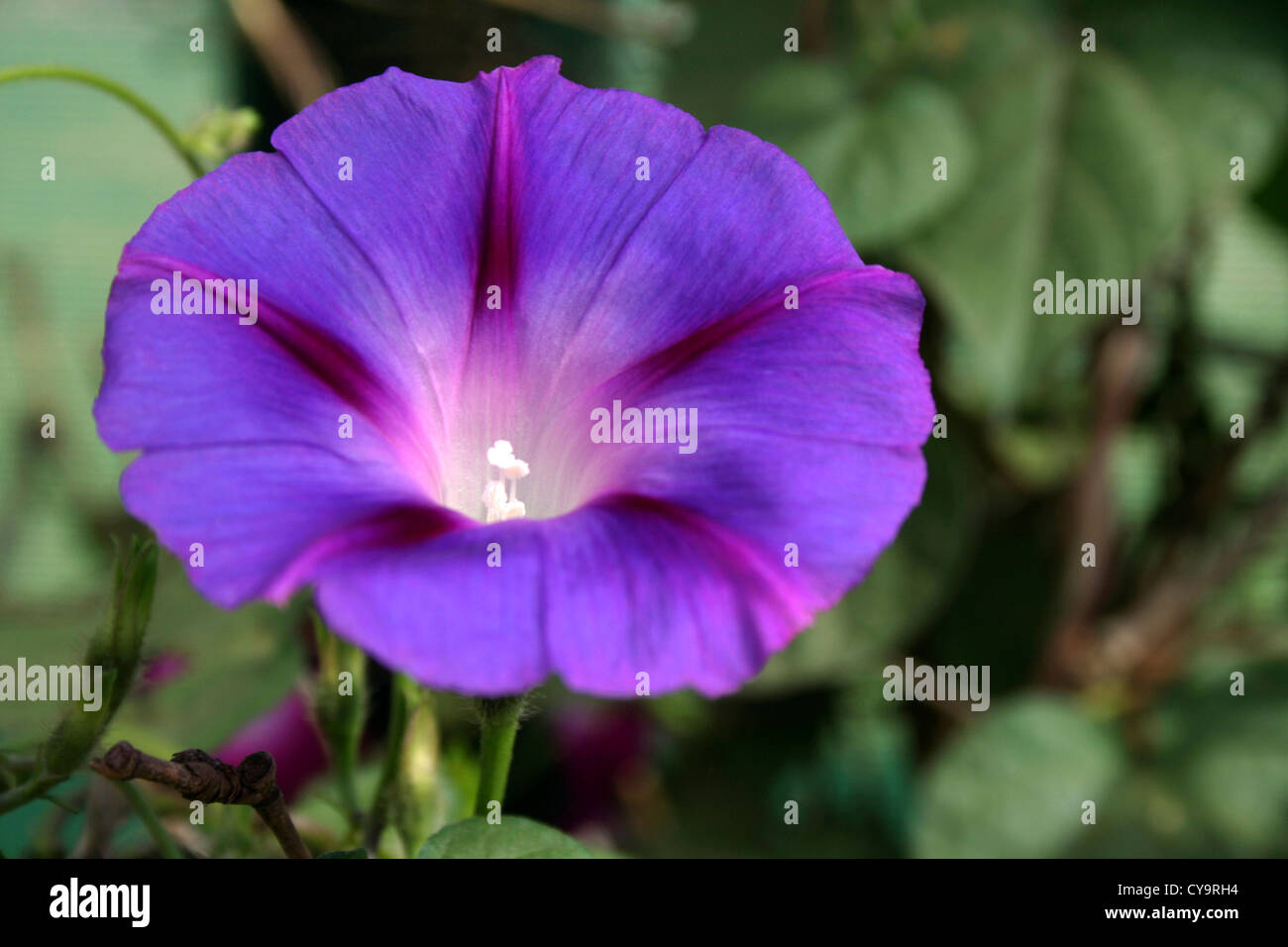 Flor en forma de campana fotografías e imágenes de alta resolución - Alamy Flor en forma de campana fotografías e imágenes de alta resolución - Alamy