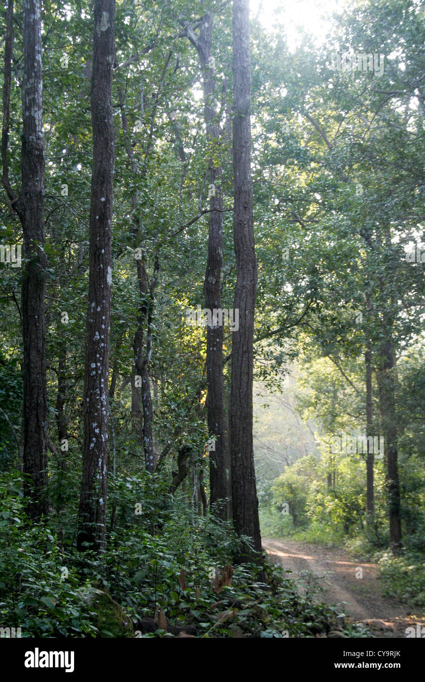 Camino vehicular en medio de la selva con árboles nobles Foto de stock
