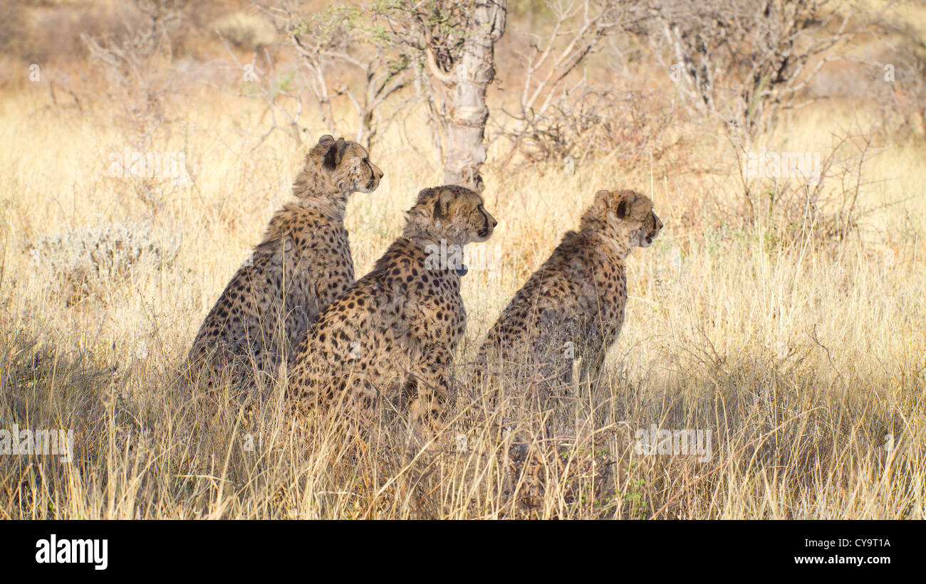 3 cheetah mirando a la derecha en el monte Foto de stock