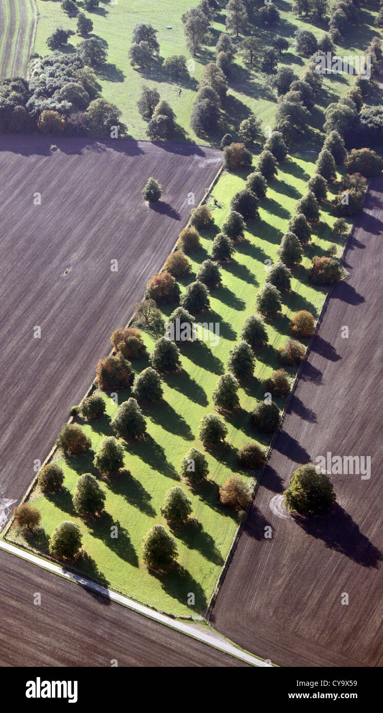 Vista aérea de una avenida de árboles Foto de stock