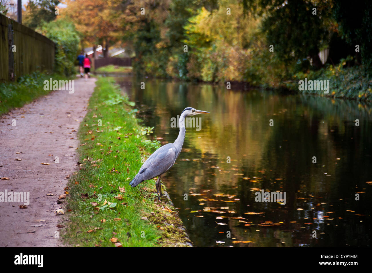 Heron junto al Canal de Worcester y Birmingham, Edgbaston, Birmingham Foto de stock