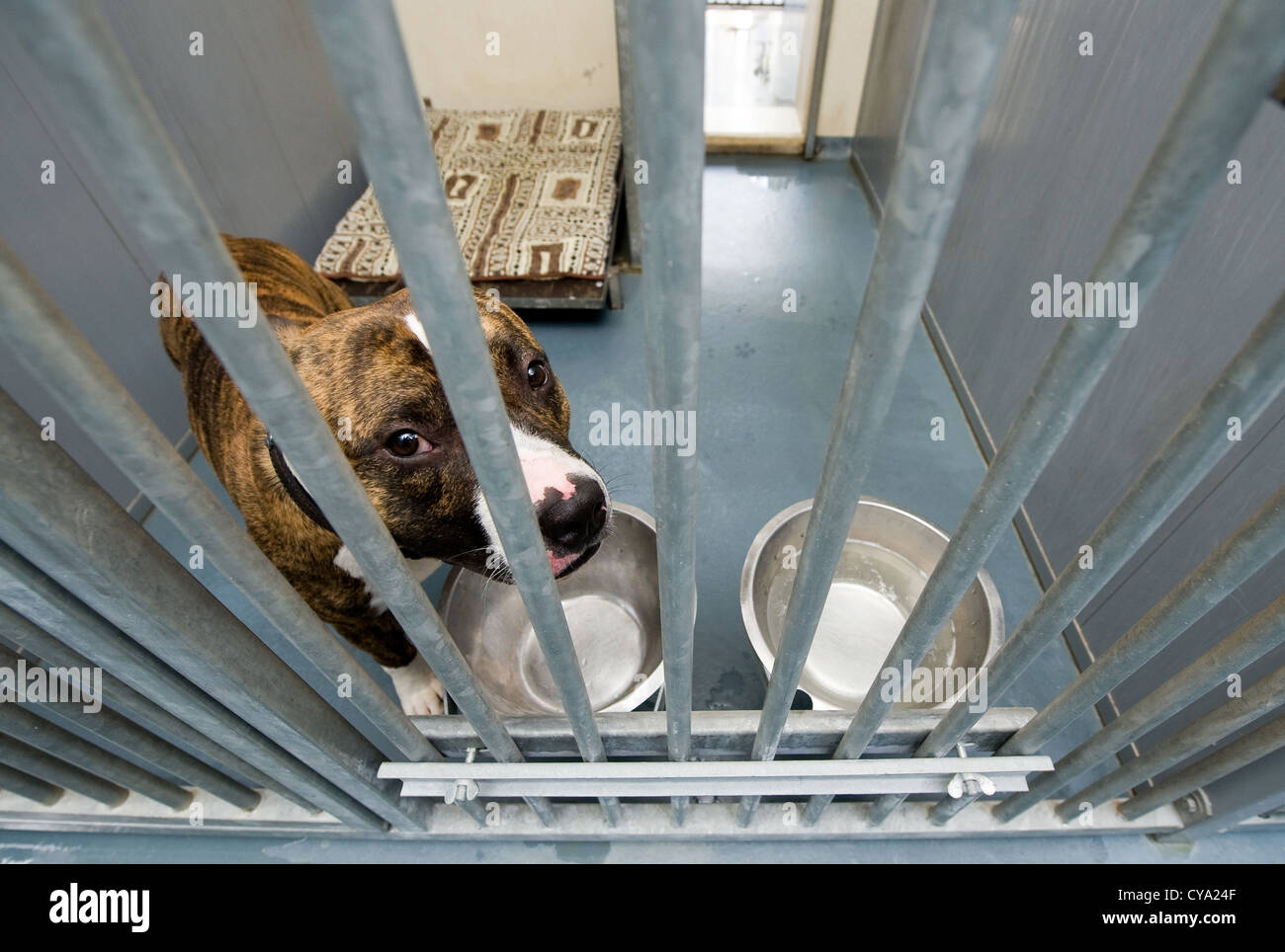 Perro sin hogar tras las rejas en un refugio de animales Foto de stock