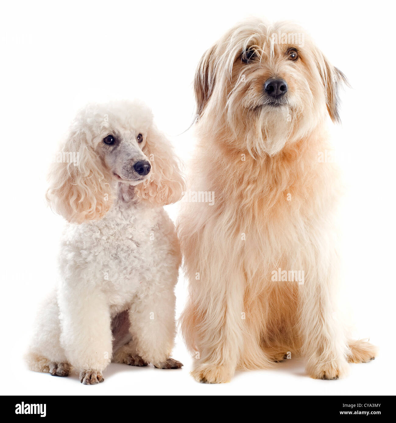 French poodle dog Imágenes recortadas de stock - Alamy