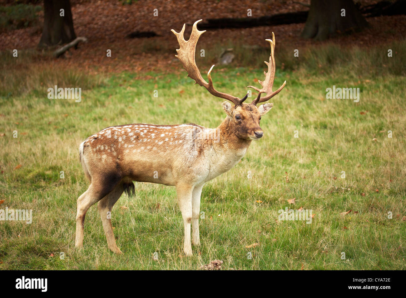 Un Ciervo macho en Knole Park en Sevenoaks, Kent. UK Foto de stock