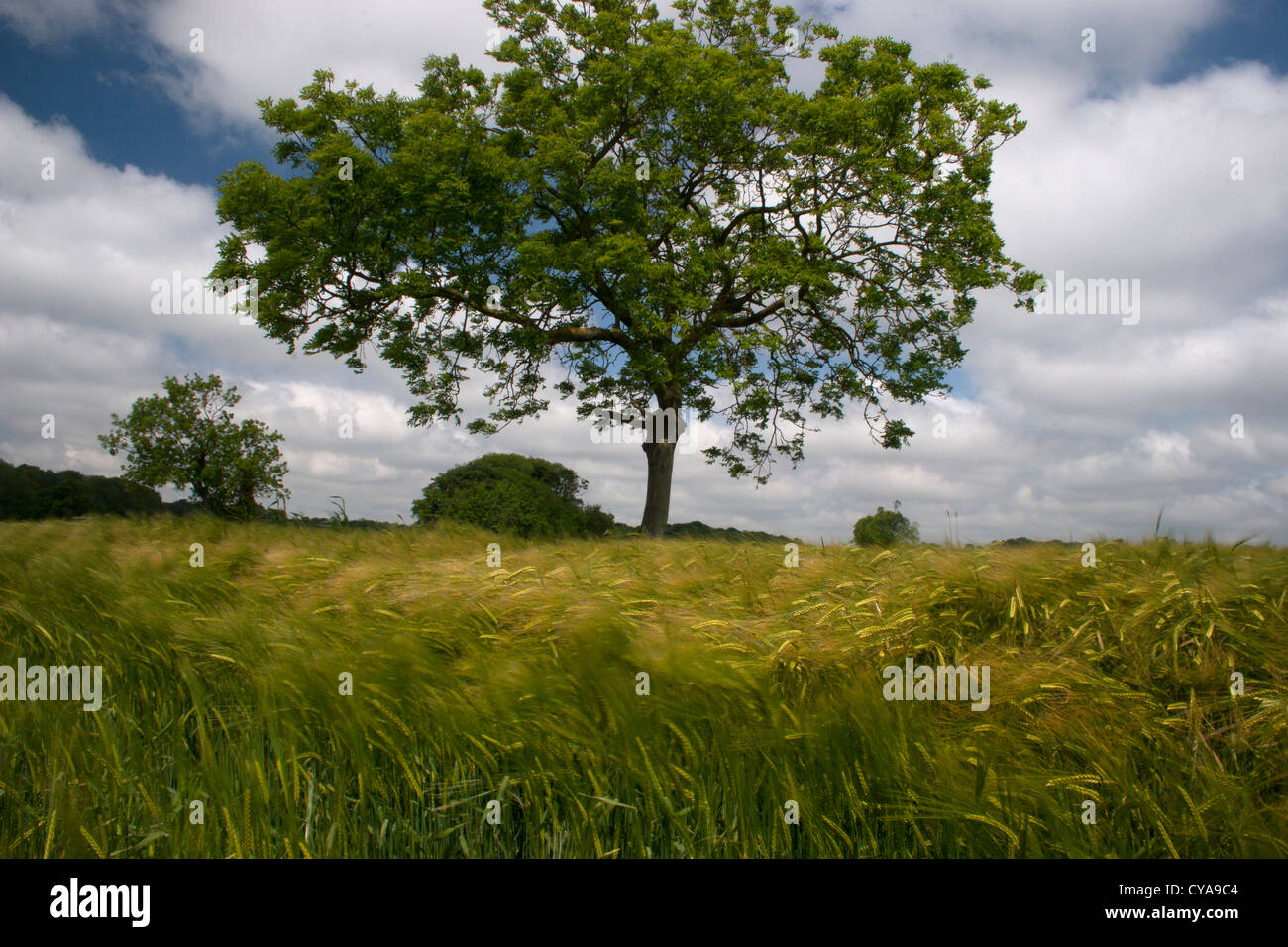 Árbol de cenizas en el campo de cebada en la granja de Lincolnshire, Inglaterra Foto de stock