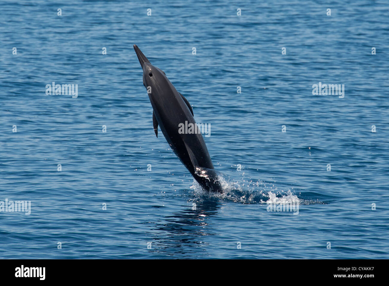 Hawaiian/grises, Delfines, Stenella longirostris, spinning, Maldivas, Océano Índico. Foto de stock
