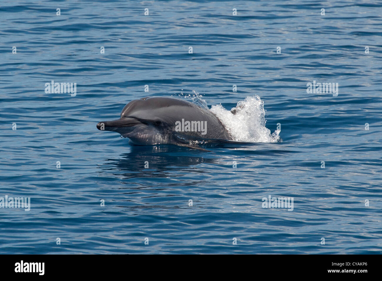 Hawaiian/grises, Delfines, Stenella longirostris, porpoising, Maldivas, Océano Índico. Foto de stock