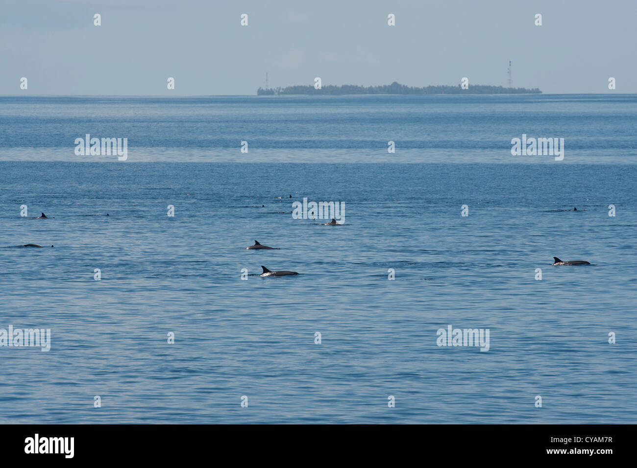 Hawaiian/grises, Delfines, Stenella longirostris, grupo aflora en frente de la isla. Maldivas, Océano Índico. Foto de stock