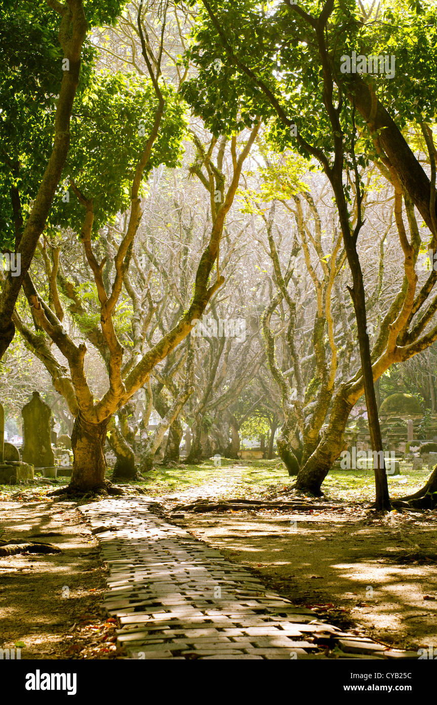 Cementerio de día, el sol brilla a través de las ramas de los árboles. Foto de stock