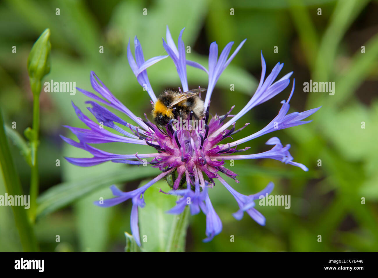 Bumble Bee en flor recogiendo el néctar de las flores en el jardín de verano Foto de stock