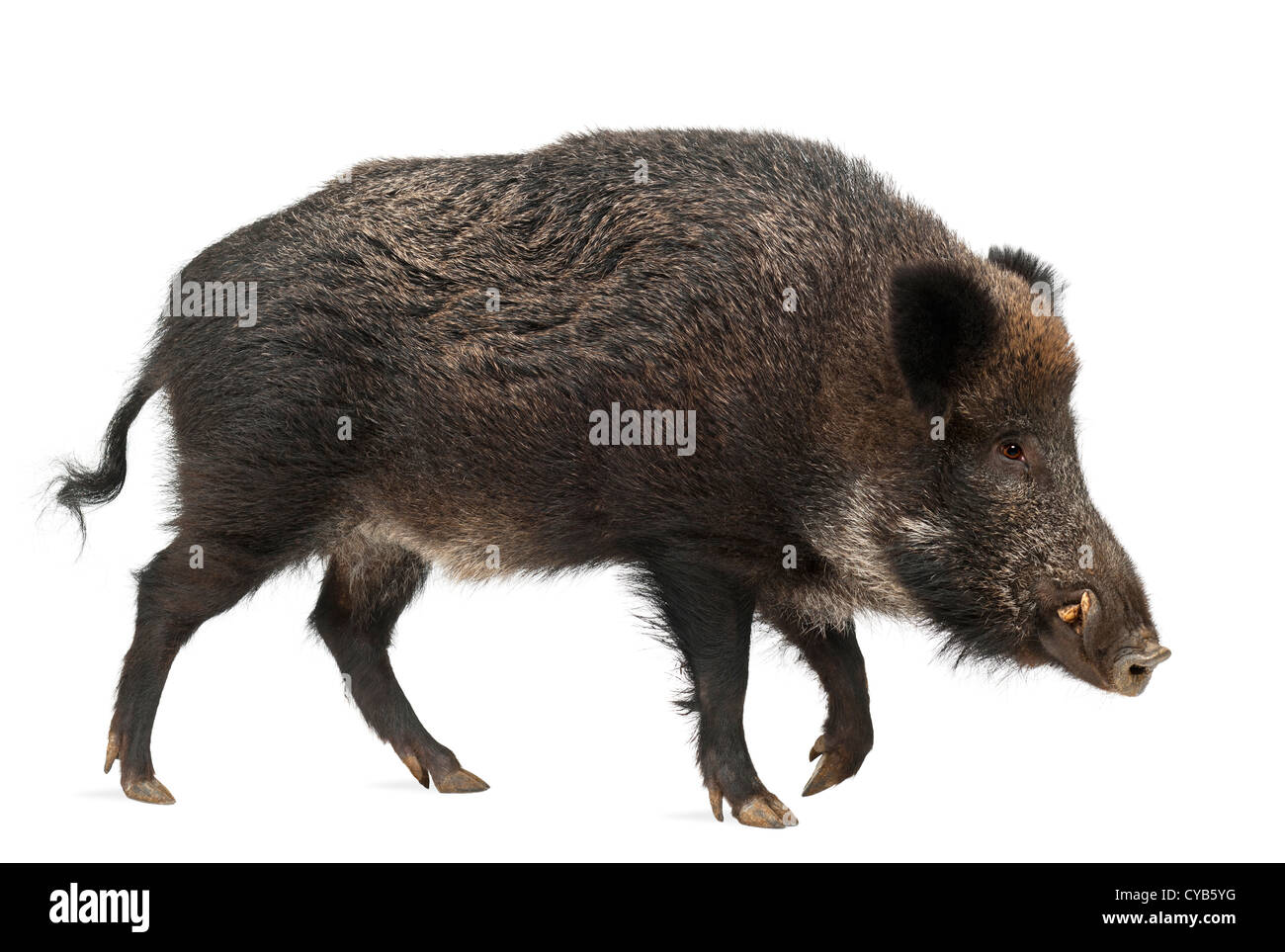 El jabalí, cerdo salvaje, Sus scrofa, de 15 años, contra el fondo blanco. Foto de stock