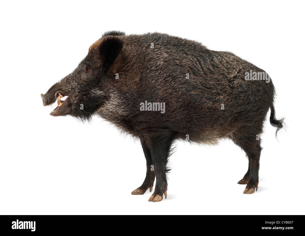 El jabalí, cerdo salvaje, Sus scrofa, de 15 años, estando en contra de fondo blanco. Foto de stock