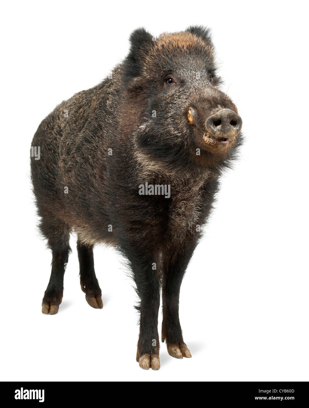 El jabalí, cerdo salvaje, Sus scrofa, de 15 años, estando en contra de fondo blanco. Foto de stock