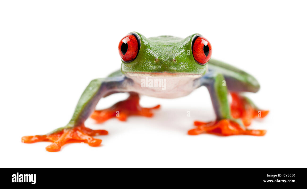 Red-eyed Treefrog, Agalychnis callidryas, retrato contra el fondo blanco. Foto de stock