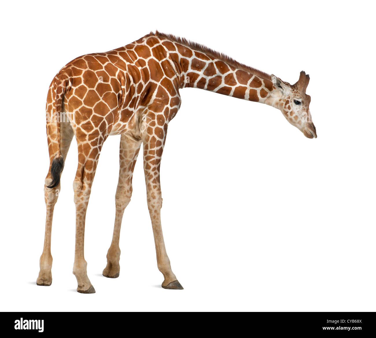 Jirafa somalí, conocida como la Jirafa reticulada, Giraffa camelopardalis reticulata, 2,5 años de edad, contra el fondo blanco. Foto de stock