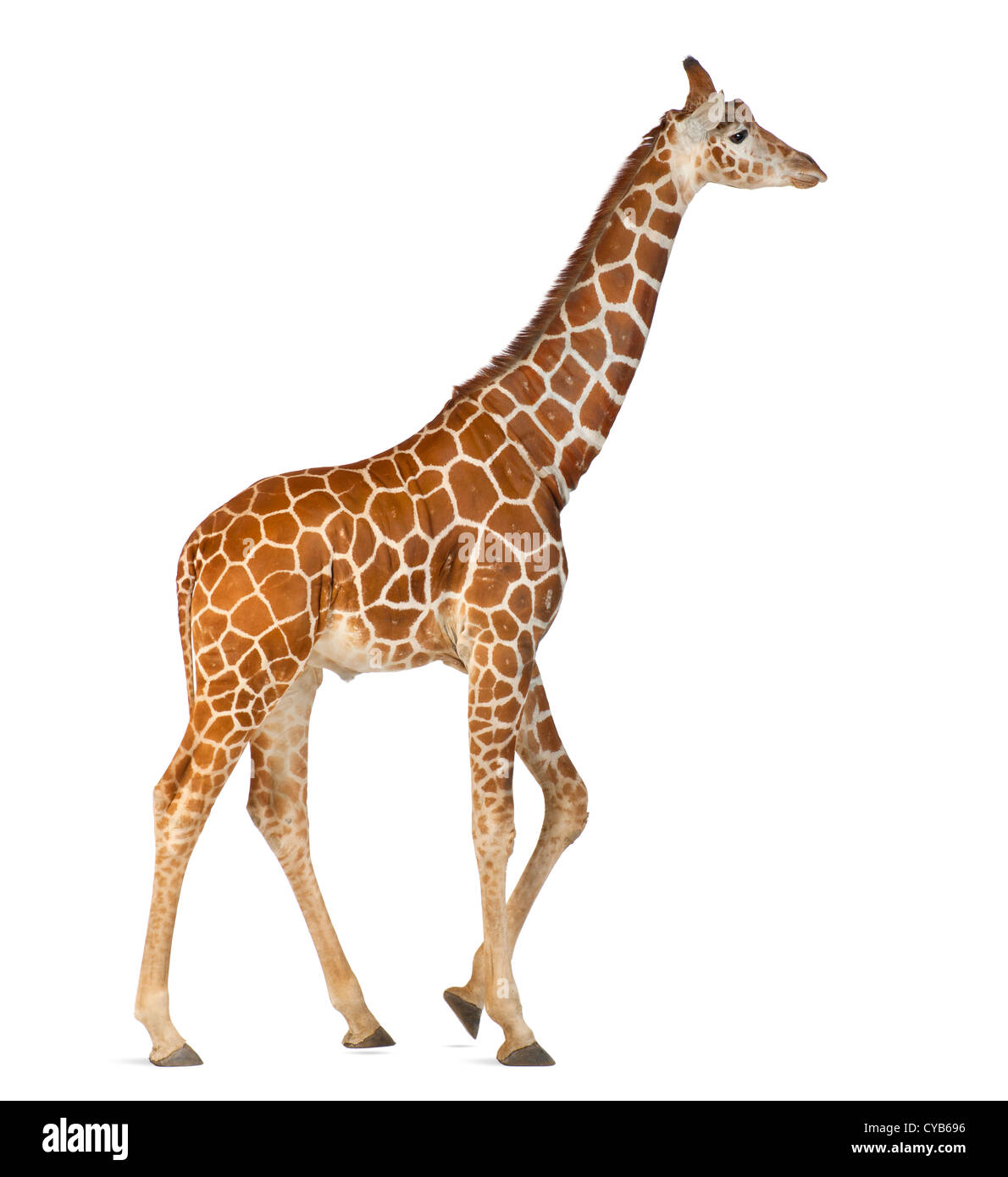 Jirafa somalí, conocida como la Jirafa reticulada, Giraffa camelopardalis reticulata, 2,5 años de edad, contra el fondo blanco. Foto de stock