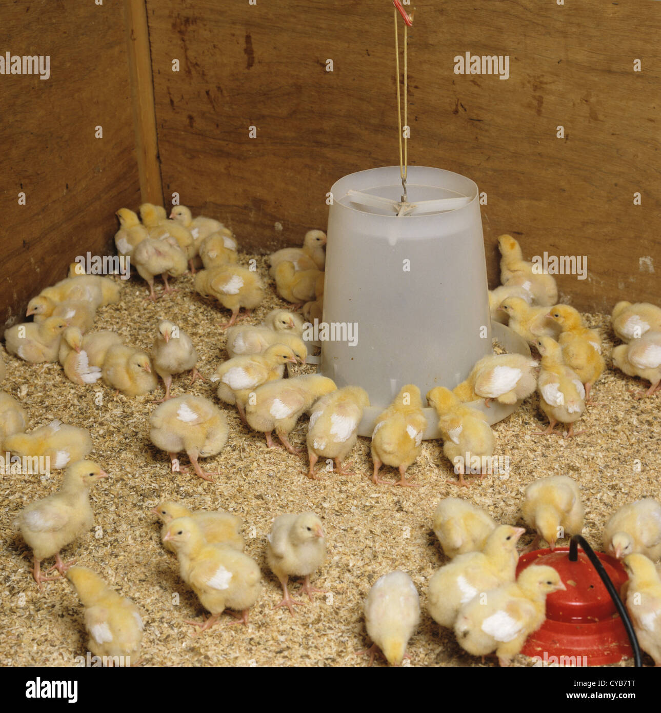 Pollitos de siete días en la casa de la pollería para la cría y el engorde de Foto de stock