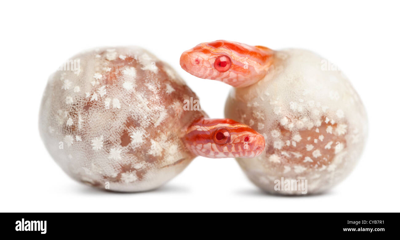 Las serpientes del maíz incubar,'okeetee albinos' es el color, Pantherophis guttatus guttatus, o red rat serpientes que salen de los huevos Foto de stock