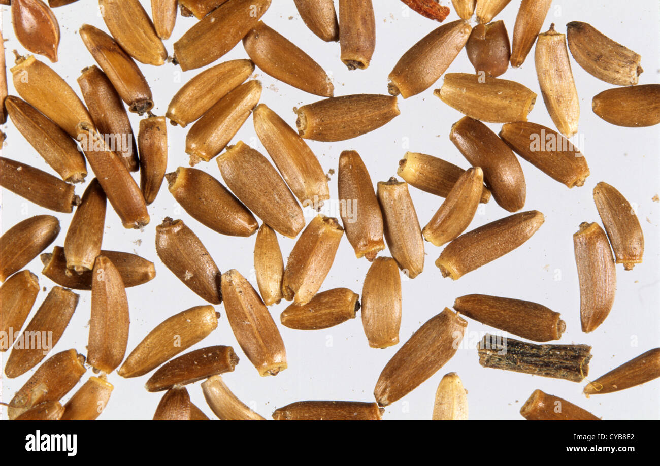 Sigilosa cardo Cirsium arvense, semillas Foto de stock