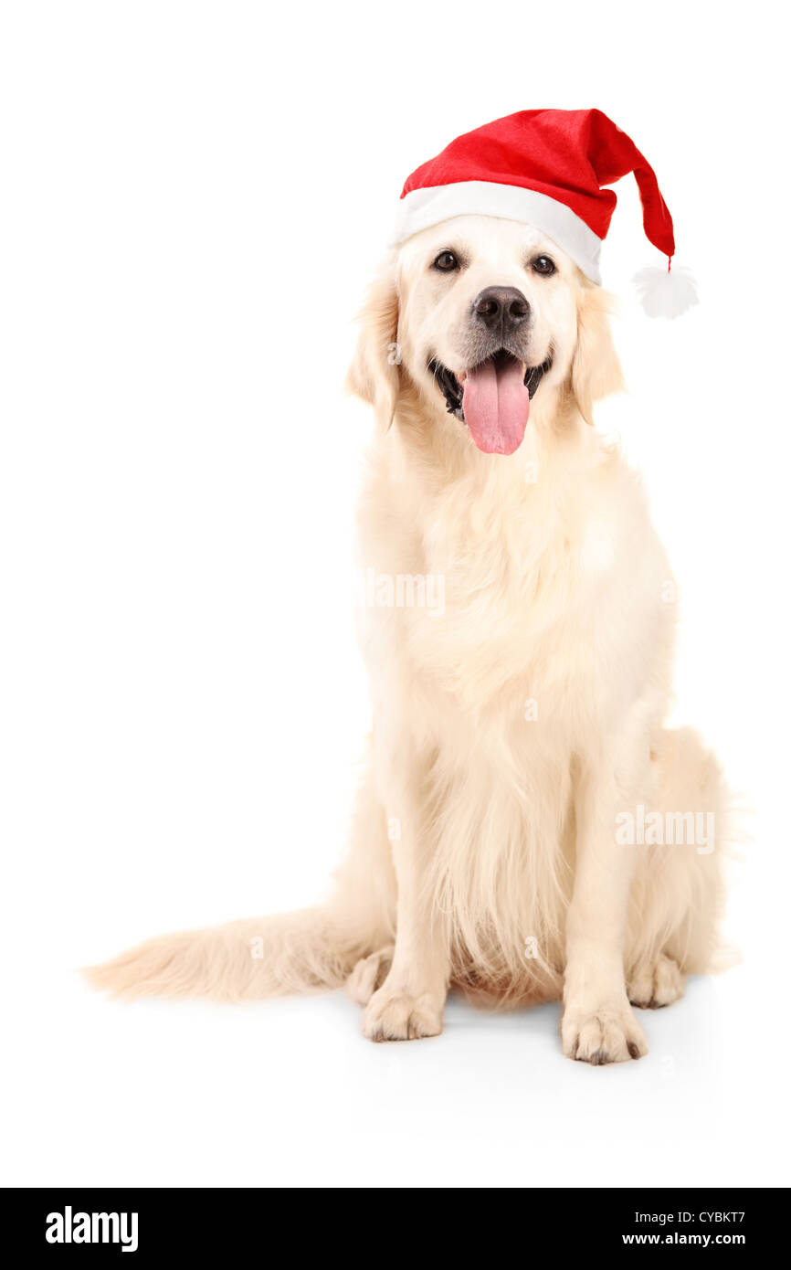 Perro con gorro de navidad fotografías e imágenes de alta resolución - Alamy