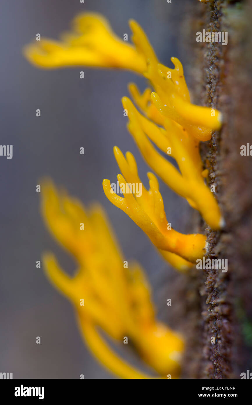 Jelly Cornamenta de hongos; Calocera viscosa; UK Foto de stock
