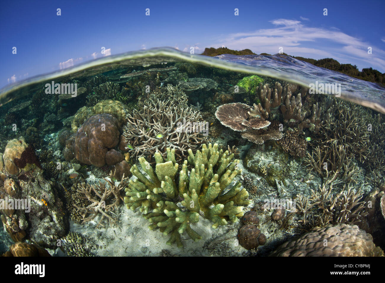 Una diversa crece de arrecifes de coral en aguas poco profundas en el triángulo de Coral, una región biogeográfica en el Pacífico occidental. Foto de stock