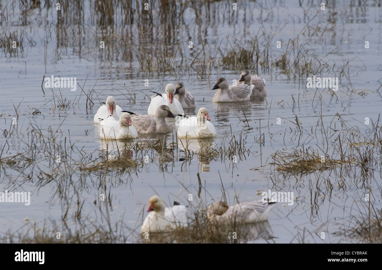 Snow Goose, aves migratorias Foto de stock