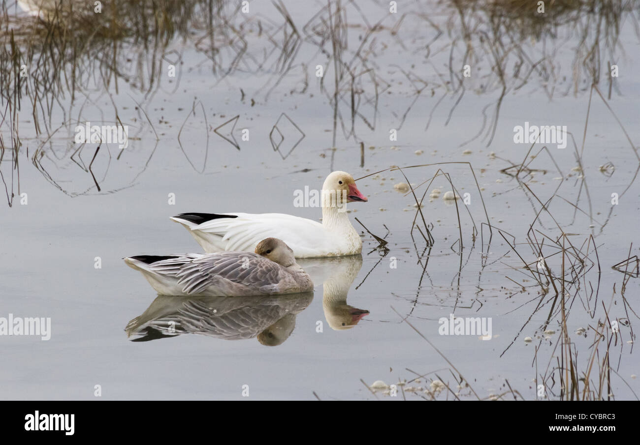 Snow Goose, aves migratorias Foto de stock