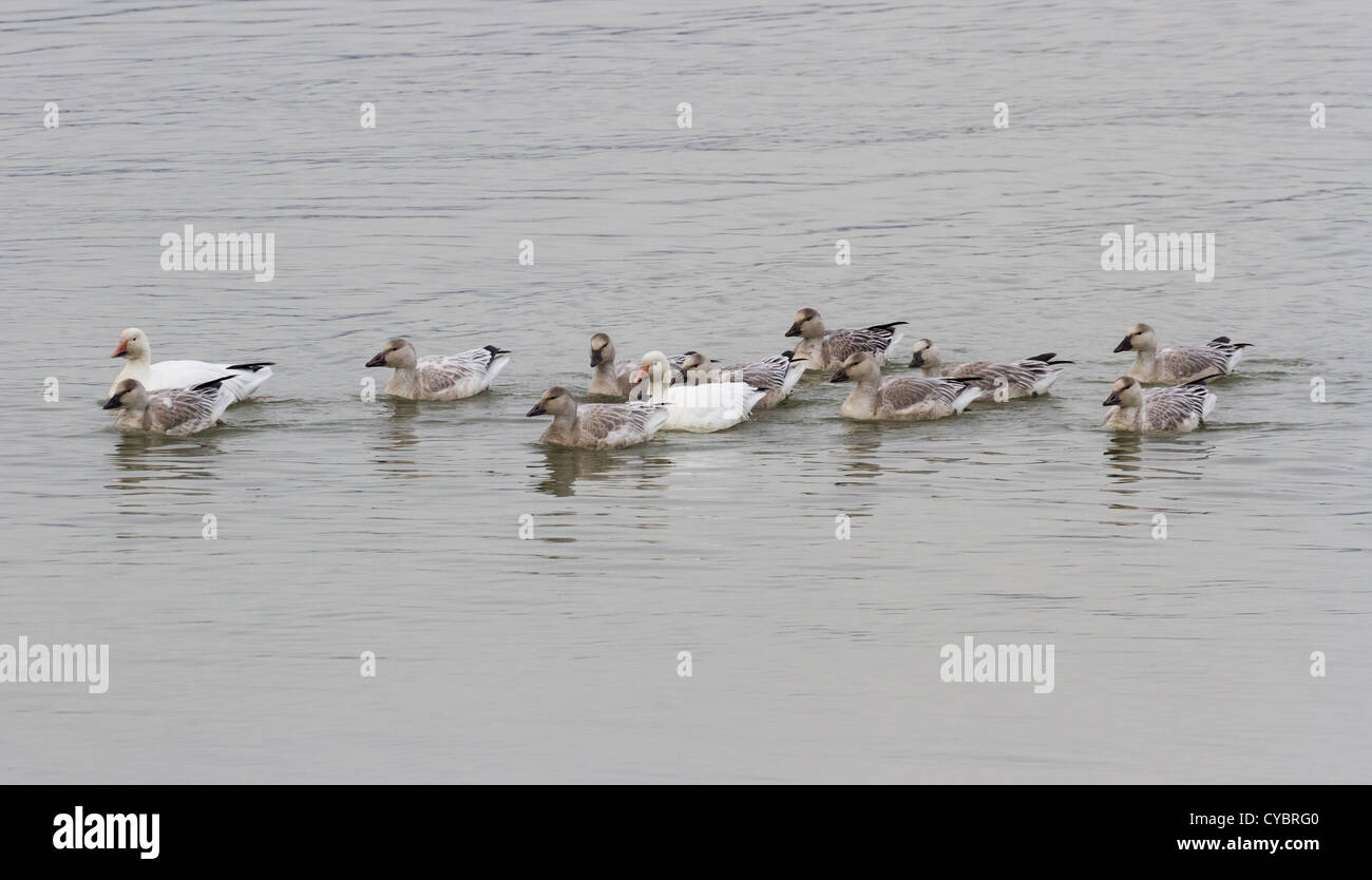 Snow Goose, aves migratorias Foto de stock