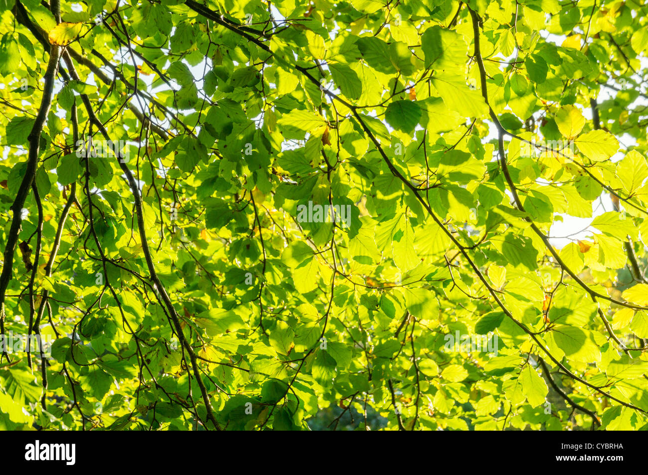 La luz del sol brillando a través de las hojas de un árbol árboles Foto de stock
