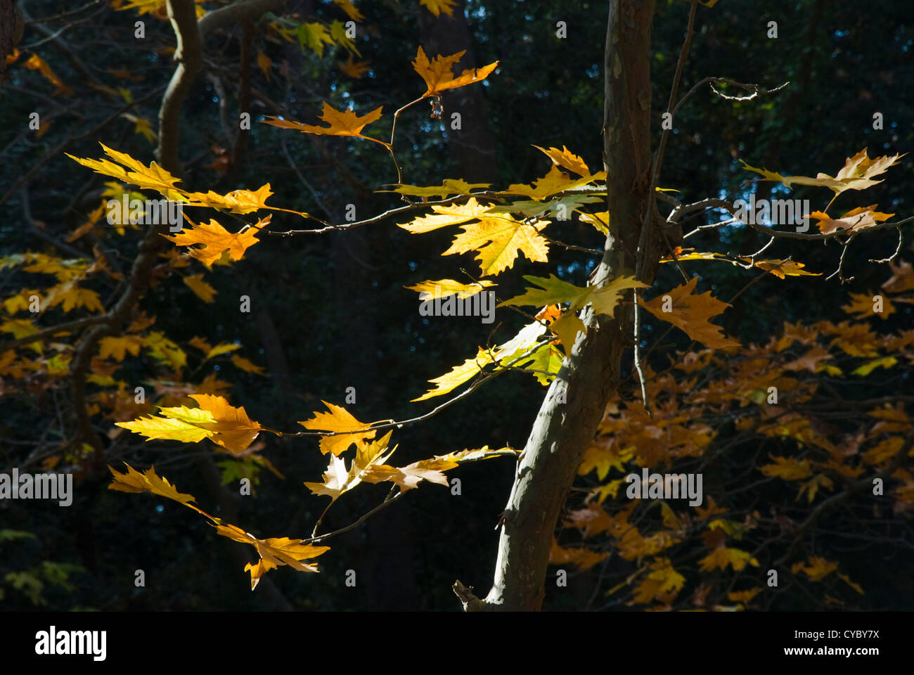 Las ramitas de un árbol de avión con follaje de otoño retroiluminado Foto de stock