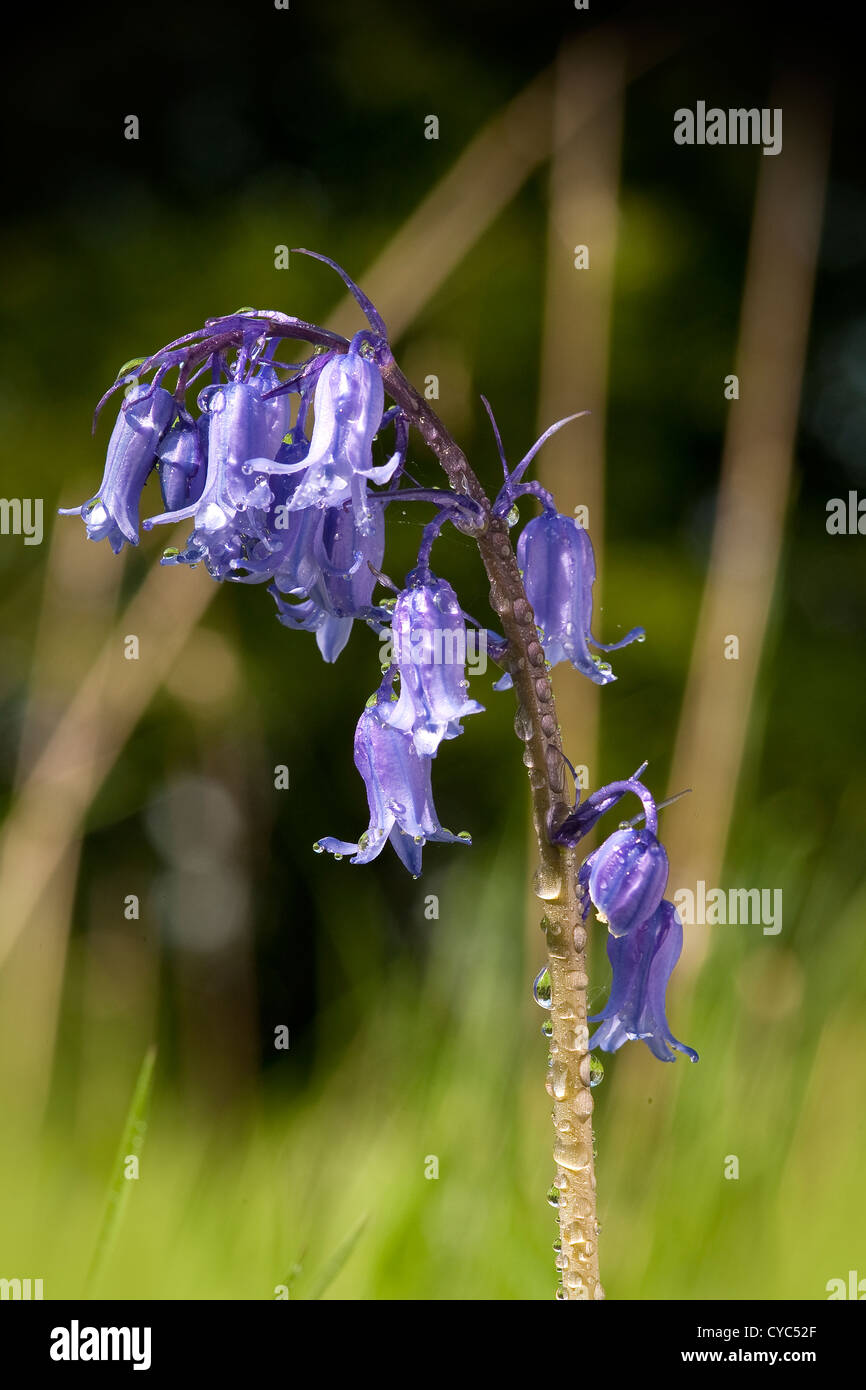Bluebell común encontrado en bosques británicos (Hyacinthoides non-scripta) Foto de stock