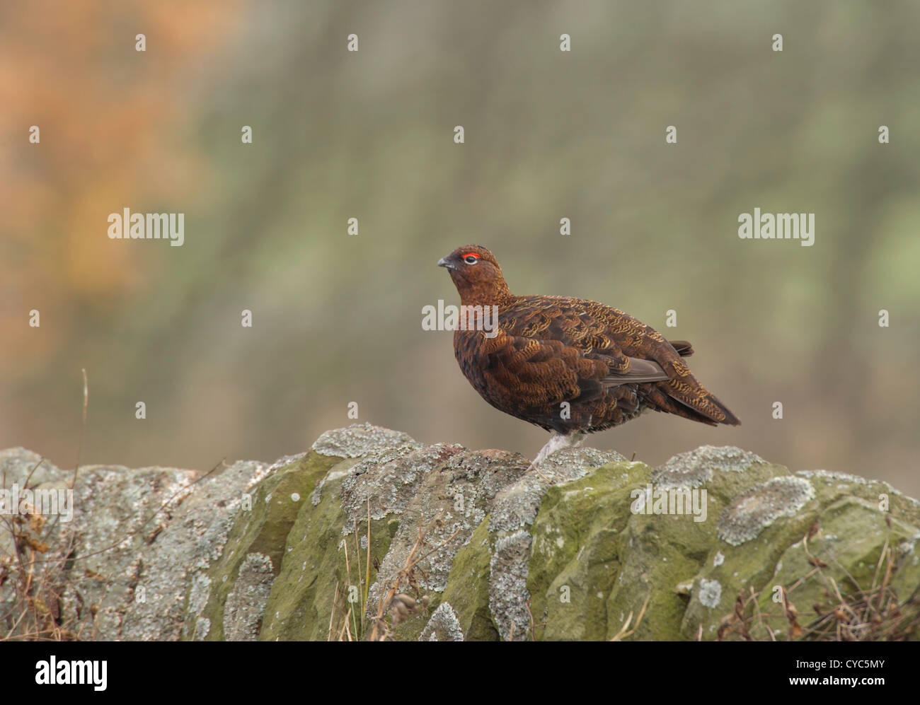 El urogallo rojo (Lagopus lagopus scoticus) encaramado en lo alto de un muro de piedra seca de Derbyshire. Foto de stock