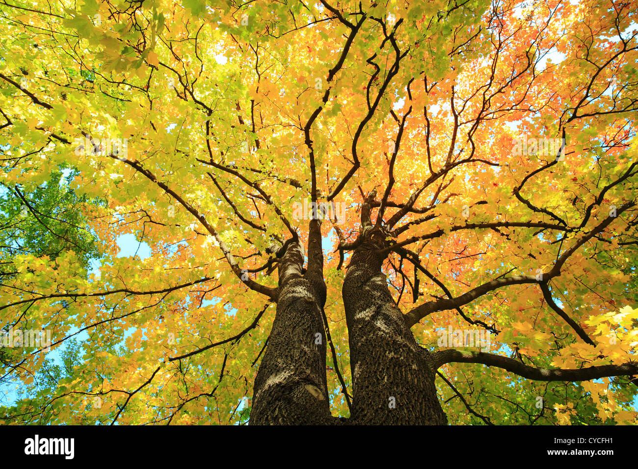 Colorido follaje del árbol de arce en el soleado día de otoño Foto de stock