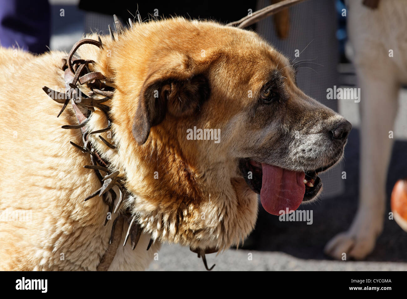 Un Mastín español en la trashumancia festival en Madrid, España. El collar  está pensada para proteger al perro de los ataques de los lobos Fotografía  de stock - Alamy