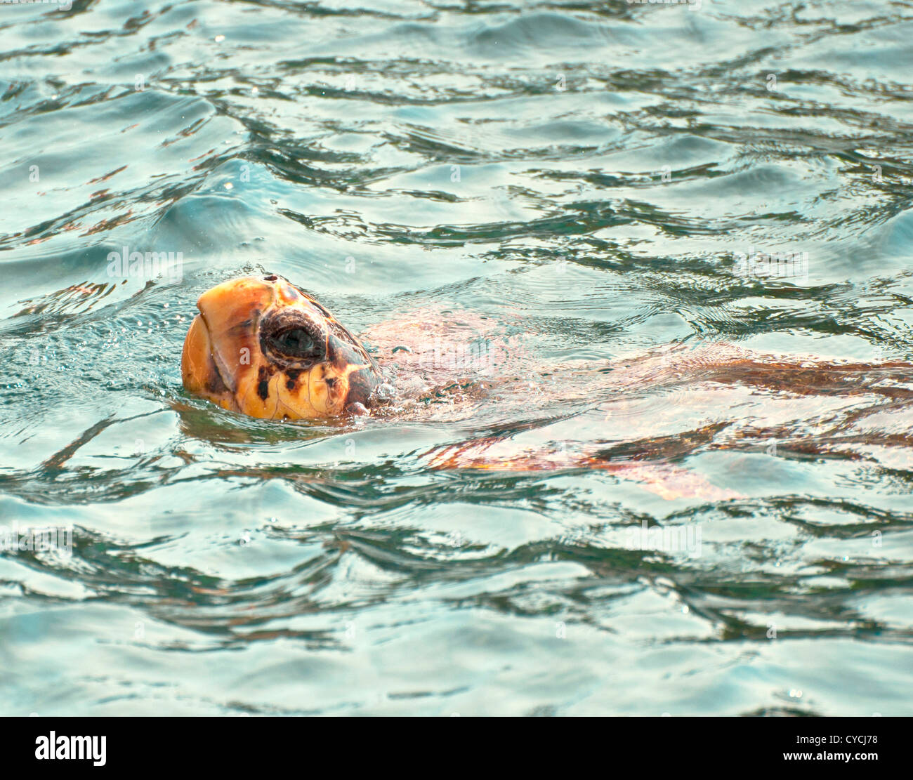 La tortuga caguama (Caretta caretta) natación. Especies en peligro de extinción Foto de stock