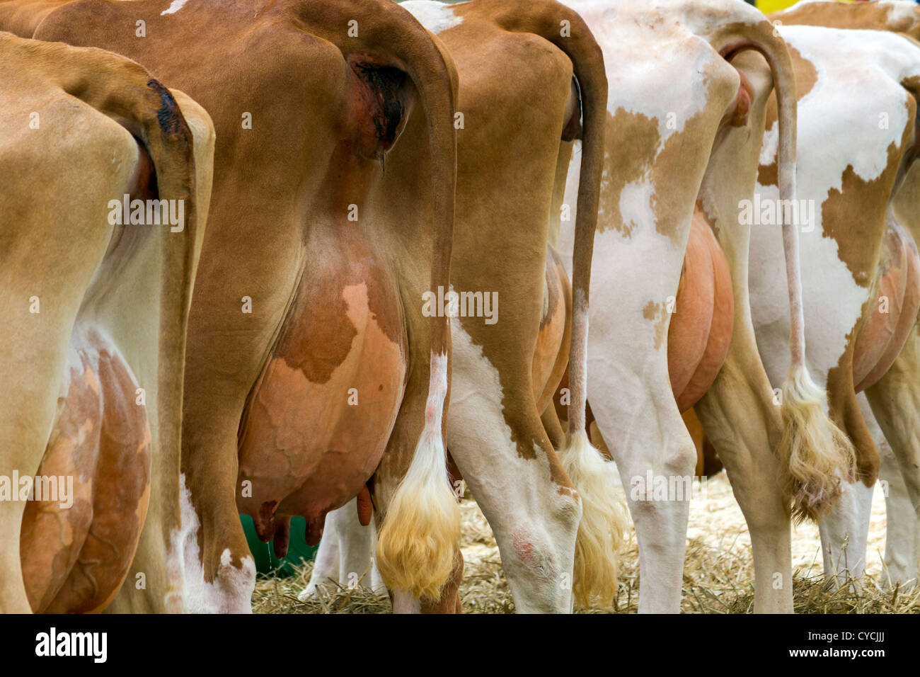 Las ubres de las vacas de ordeño Foto de stock