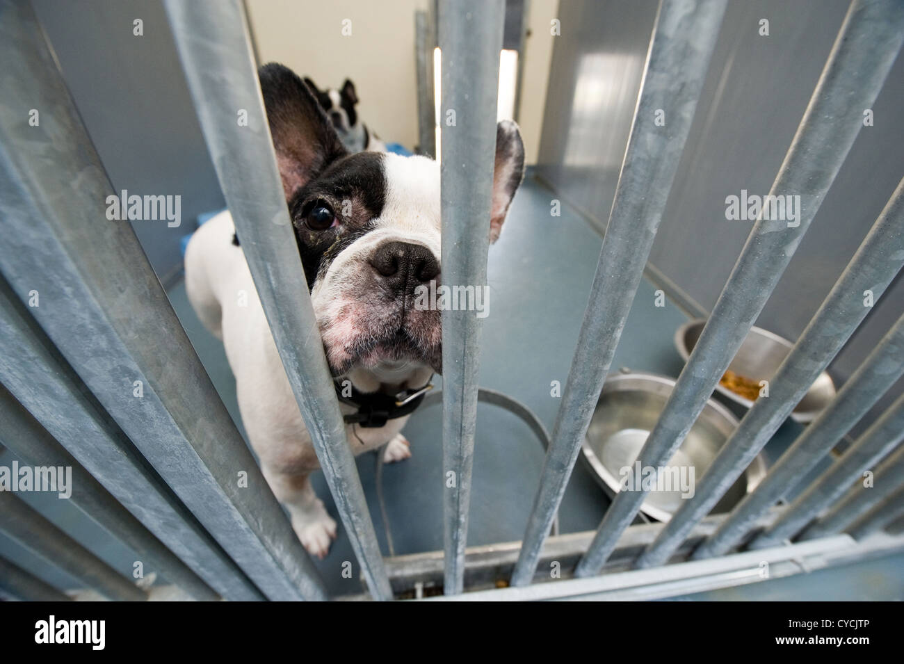 Perro sin hogar tras las rejas en un refugio de animales Foto de stock
