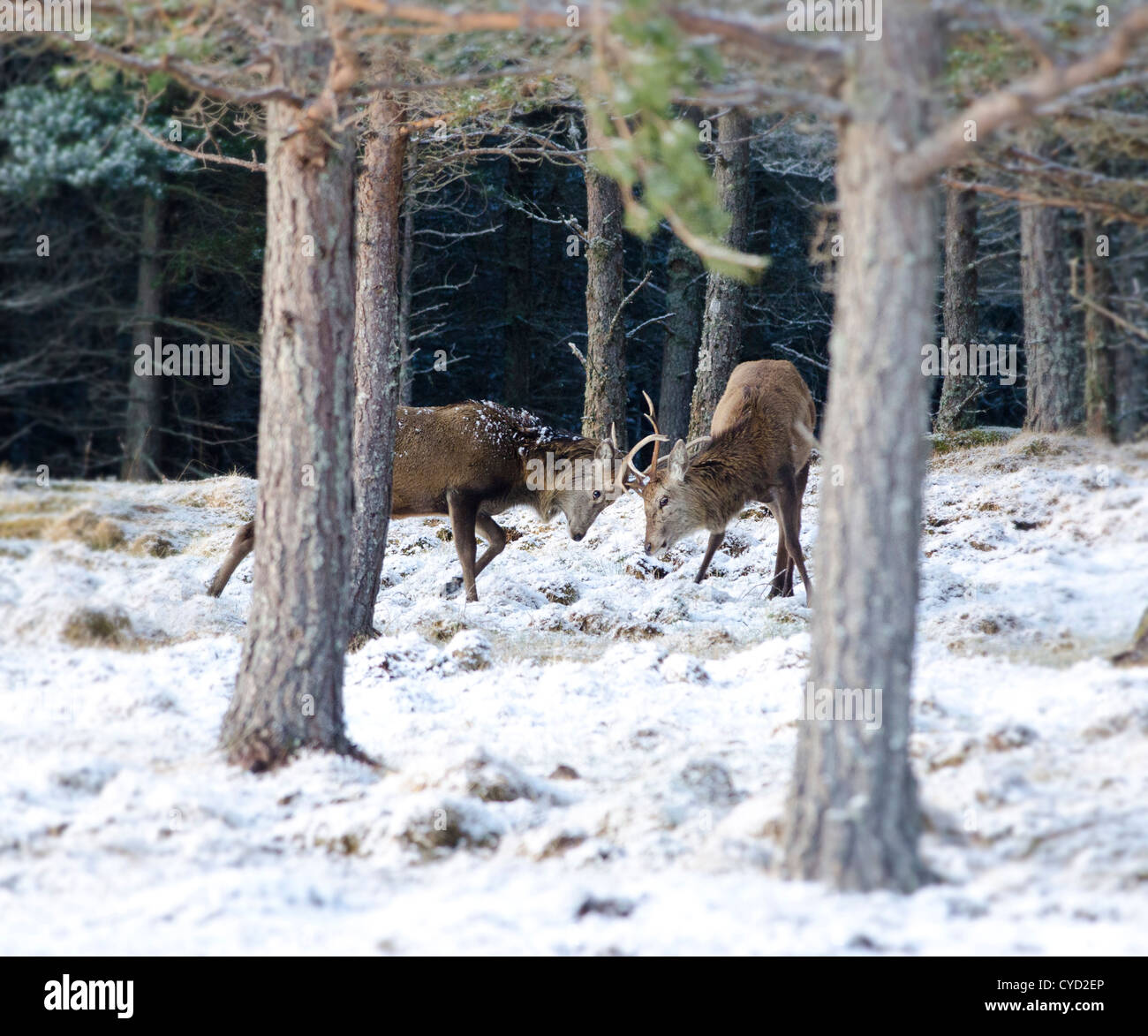 Los últimos días de la rutt en las Highlands escocesas dos rojos ciervos querido ir cabeza a cabeza en las colinas cubiertas de nieve Foto de stock