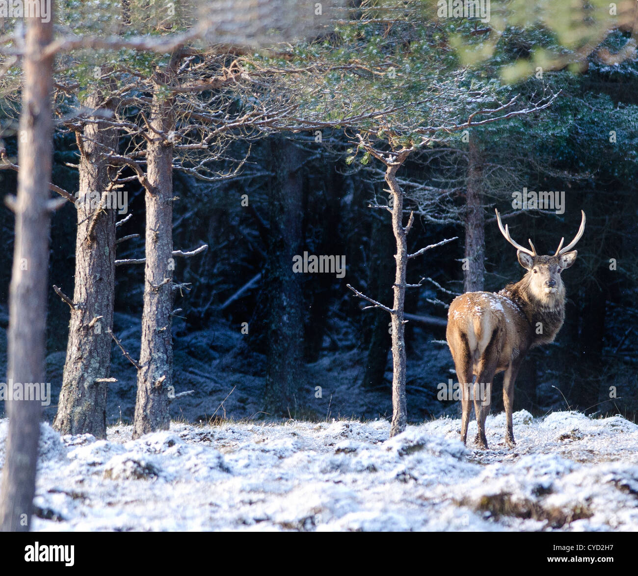El célebre 'Monarch del Glen', el ciervo el ciervo es un icono escocés. Esta especie, el mayor mamífero terrestre en Gran Bretaña, Foto de stock