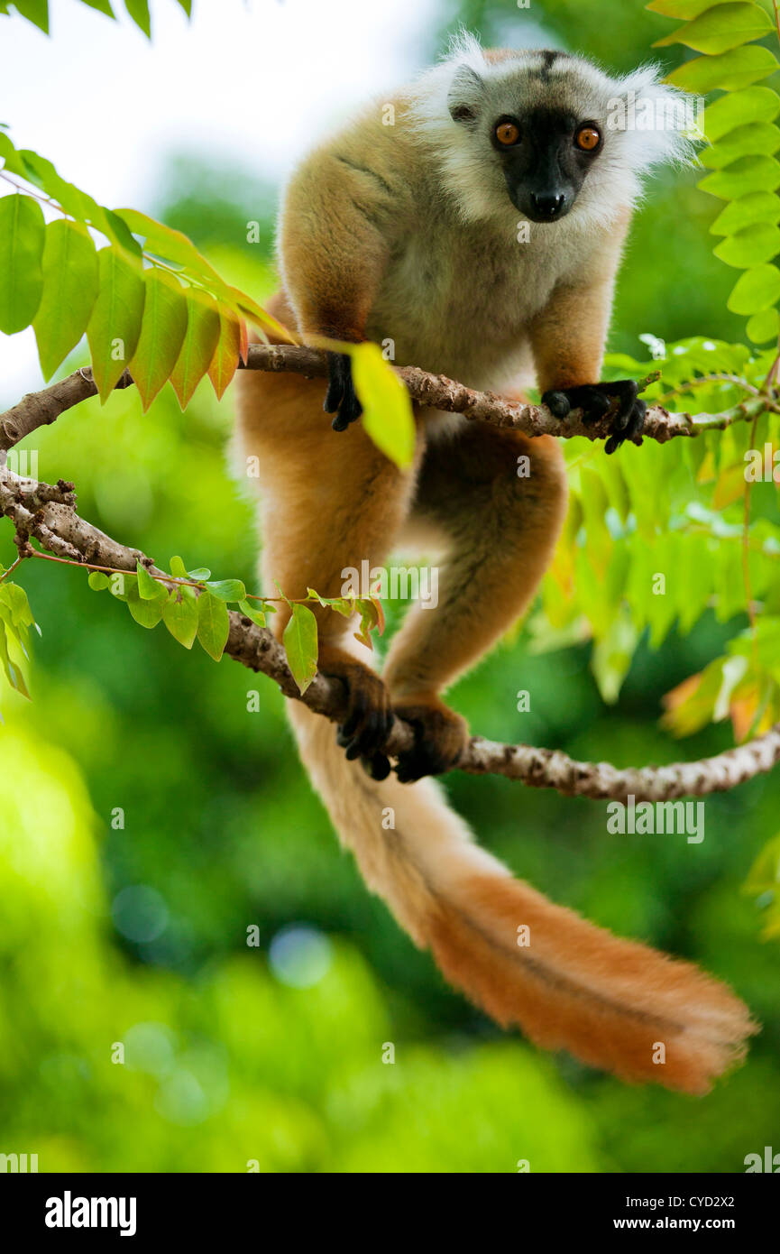 Lemur, isla de Nosy Be, Madagascar Foto de stock
